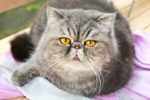 3 Most Common Illnesses in Older Cats