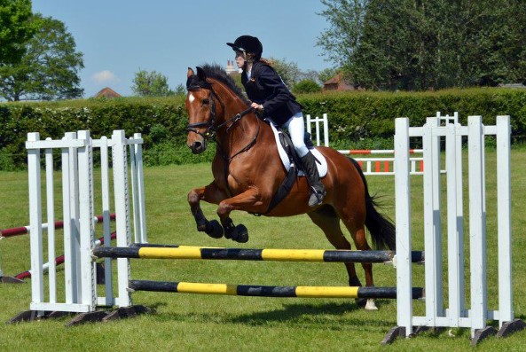 Different Kinds of Horse Jump Accessories and Their Purpose