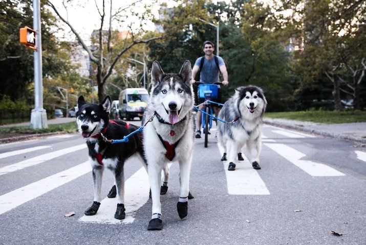 Adventures in Urban Dog Walking: Navigating City Streets With your Pup