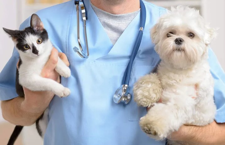 The Role of Animal Clinics in Preventive Care