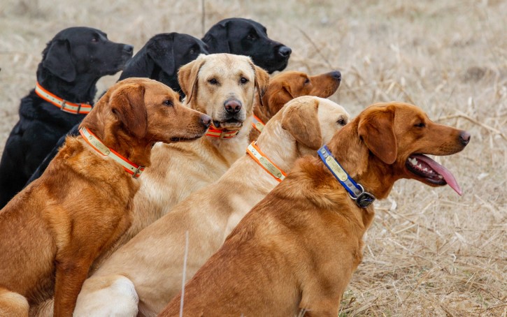 The Importance of Health Screenings for English Labradors