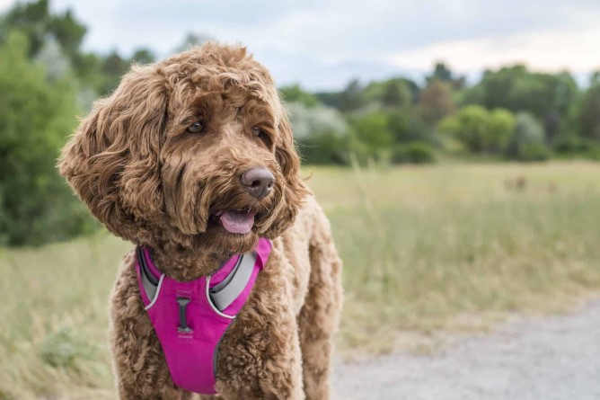 Understanding and Caring for Your Labradoodle Companion